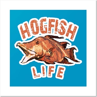 Hogfish Life Posters and Art